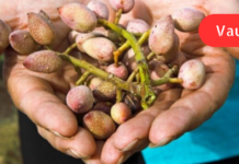 ნაცნობი პროდუქტები წნევის შესამცირებლად! “ბებია საკუთარ თავს სულ მათი მიღებით მკურნალობდა . .”