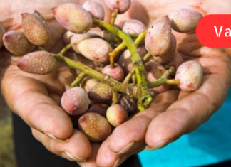 ნაცნობი პროდუქტები წნევის შესამცირებლად! “ბებია საკუთარ თავს სულ მათი მიღებით მკურნალობდა . .”