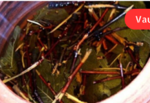 იცოდით ორგანიზმზე ალუბლის ტოტების სარგებელის შესაზებ?! სამკურნალო ნახარშის 2 გამოცდილი რეცეპტი