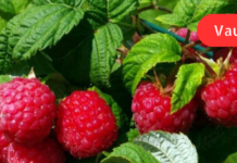 ჟოლოს ფოთლებს ქილაში ვინახავ, რომ ზამთარში სასარგებლო ნაყენი დავლიო! თქვენც გირჩევთ იგივეს გაკეთებას