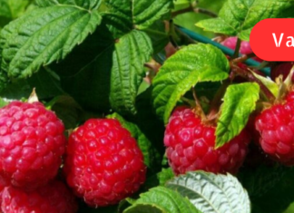 ჟოლოს ფოთლებს ქილაში ვინახავ, რომ ზამთარში სასარგებლო ნაყენი დავლიო! თქვენც გირჩევთ იგივეს გაკეთებას