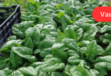 ისპანახის წარმოუდგენელი სარგებელი! ვინ და რატომ უნდა მიირთვას ეს საოცარი მცენარე