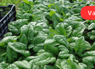 ისპანახის წარმოუდგენელი სარგებელი! ვინ და რატომ უნდა მიირთვას ეს საოცარი მცენარე