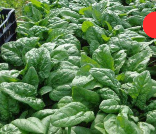 ისპანახის წარმოუდგენელი სარგებელი! ვინ და რატომ უნდა მიირთვას ეს საოცარი მცენარე