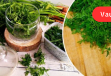 სტაფილოს ფოჩებს არასდროს ვყრი, არამედ ზამთრისთვის ვიმარაგებ! მინდა თქვენც გასწავლოთ მისი სარგებლიანობის შესახებ