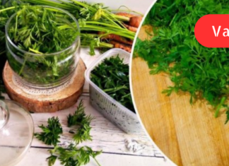 სტაფილოს ფოჩებს არასდროს ვყრი, არამედ ზამთრისთვის ვიმარაგებ! მინდა თქვენც გასწავლოთ მისი სარგებლიანობის შესახებ