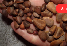 “ჩემთვის ცნობილია რეცეპტი, რომლის მიხედვით მომზადებულმა წამალმაც თითქმის დაინვალიდებული მოხუცი მოარჩინა მან თავისუფლად სიარული შეძლო. .”