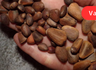 “ჩემთვის ცნობილია რეცეპტი, რომლის მიხედვით მომზადებულმა წამალმაც თითქმის დაინვალიდებული მოხუცი მოარჩინა მან თავისუფლად სიარული შეძლო. .”