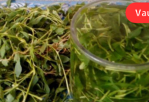 როგორი სიმძიმის გრიპიც უნდა მქონდეს, ერთ კვირაში კარგად მხდის. დაბეჯითებით უკვე 15 წელია ვიყენებ ამ მცენარეს!