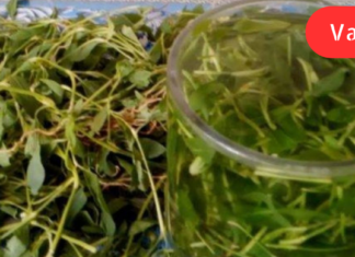 როგორი სიმძიმის გრიპიც უნდა მქონდეს, ერთ კვირაში კარგად მხდის. დაბეჯითებით უკვე 15 წელია ვიყენებ ამ მცენარეს!