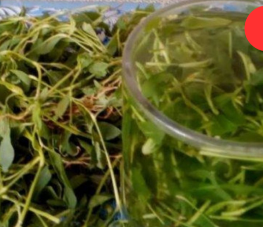 როგორი სიმძიმის გრიპიც უნდა მქონდეს, ერთ კვირაში კარგად მხდის. დაბეჯითებით უკვე 15 წელია ვიყენებ ამ მცენარეს!