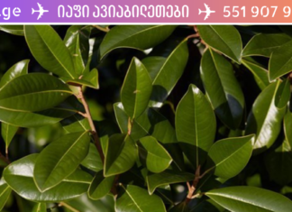 მათი გამოყენების შემდგომ წამლები აღარც კი დაგჭრდებათ! გთავაზობთ წნევის დამწევ ბუნებრივ საშუალებებს, რომელიც ასევე შეამცირებს გულის ფრიალს.