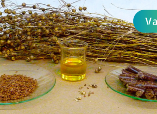 “მქონდა დიფუზური მასტოპათია! ოპერაციის გაკეთებაზე უარი ვთქვი, ხოლო ნაცნობმა მირჩია, მცენარეული საშუალებებით მემკურნალა, მეც ვენდე და მათი მეშვეობით დავამარცხე ჩემი დაავადებაც . .”