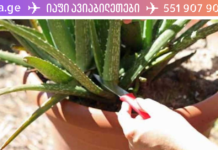 სასწრაფოა, სანამ მკურნალობას კიდევ აქვს აზრი! ეს მცენარე ღვიძლის ციროზს კურნავს, გადადით და გაიგეთ როგორ. .