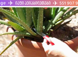 სასწრაფოა, სანამ მკურნალობას კიდევ აქვს აზრი! ეს მცენარე ღვიძლის ციროზს კურნავს, გადადით და გაიგეთ როგორ. .