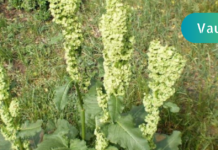 ჩიყვის მკურნალობაში ეს ნაცნობი მცენარე დაგეხმარებათ! ვინ იცის მისი სახელწოდება? . .