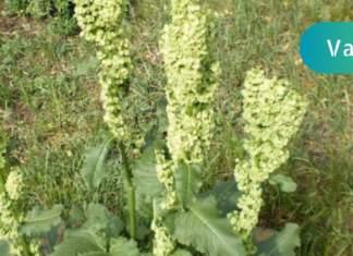 ჩიყვის მკურნალობაში ეს ნაცნობი მცენარე დაგეხმარებათ! ვინ იცის მისი სახელწოდება? . .