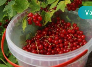 თუ თირკმლებში კენჭები გაქვთ _ ნუ გადადებთ წითელი მოცხარი მის დაშლაში უსწრაფესად დაგეხმარებათ!