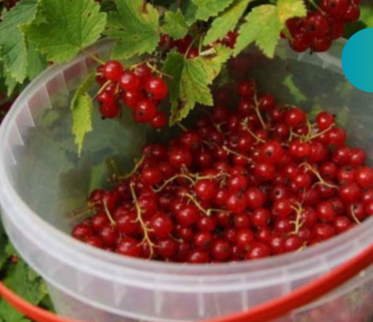 თუ თირკმლებში კენჭები გაქვთ _ ნუ გადადებთ წითელი მოცხარი მის დაშლაში უსწრაფესად დაგეხმარებათ!