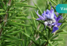 მეხსიერების გაუმჯობესება როზმარინის დახმარებითაა შესაძლებელი!! სულ მცირე დოზაც კი საკმარისია ამისთვის