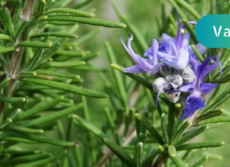 მეხსიერების გაუმჯობესება როზმარინის დახმარებითაა შესაძლებელი!! სულ მცირე დოზაც კი საკმარისია ამისთვის