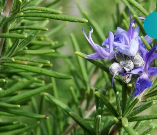 მეხსიერების გაუმჯობესება როზმარინის დახმარებითაა შესაძლებელი!! სულ მცირე დოზაც კი საკმარისია ამისთვის