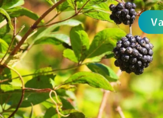 ძლიერი თავის ტკივილის დროს ამ ბიუჯეტურმა ნაყენმა მიშველა!