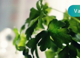 თრომბის გამომწვევი უჩვეულო მიზეზები, რომელზეც ექიმებმა დაიწყეს საუბარი! გაიგეთ რა შუაშია აქ ოხრახუში. .