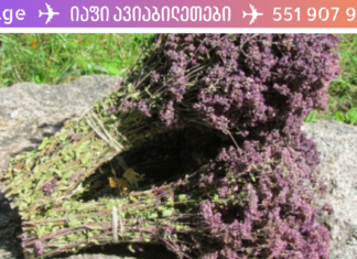 თავშავა – ჯანმრთელობისთვის შეუცვლელი ბალახი, გაიგეთ მეტი თუ რატომაა ასეთი სასარგებლო იგი . .