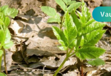 ჯანმრთელობის რეცეპტები: სახსრების ტკივილის დროს ეს მცენარე გამოიყენეთ!