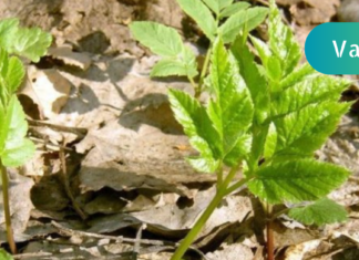 ჯანმრთელობის რეცეპტები: სახსრების ტკივილის დროს ეს მცენარე გამოიყენეთ!