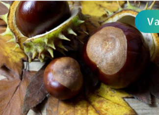 ცხენის წაბლი ვარიკოზული ვენების სამკურნალოდ ნამდვილი აღმოჩენა გახდა!