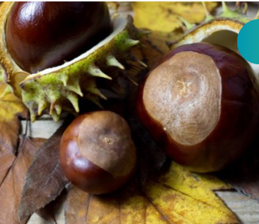 ცხენის წაბლი ვარიკოზული ვენების სამკურნალოდ ნამდვილი აღმოჩენა გახდა!