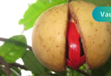 დაემშვიდობეთ უძლობას,საკვების მონელების პრობლემას და ვარიკოზულ ვენებს, მხოლოდ და მხოლოდ ერთადერთი სანელებლის გამოყენებით!!