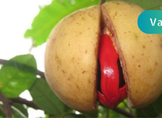 დაემშვიდობეთ უძლობას,საკვების მონელების პრობლემას და ვარიკოზულ ვენებს, მხოლოდ და მხოლოდ ერთადერთი სანელებლის გამოყენებით!!