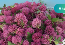 რატომ დავნებდე ავადმყოფობას, როცა ეზოში წითელი მკურნალი იზრდება? თქვენც გაეცანით სამყურას სამკურნალო თვისებებს. .