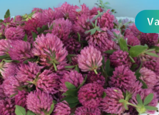 რატომ დავნებდე ავადმყოფობას, როცა ეზოში წითელი მკურნალი იზრდება? თქვენც გაეცანით სამყურას სამკურნალო თვისებებს. .