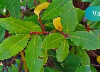 ამ მცენარის ფოთლები, მართლაც ღვთის საჩუქარია: მათ შეუძლიათ დიაბეტის, წნევის და თავის ტკივილის დროს დაგეხმარონ