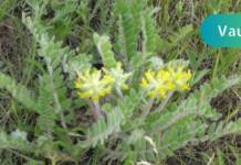 მცენარე, რომელსაც ყველა დროის საუკეთესო მკურნალები იყენებდნენ!