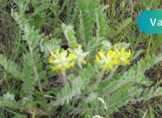 მცენარე, რომელსაც ყველა დროის საუკეთესო მკურნალები იყენებდნენ!