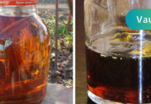 სამკურნალო მცენარეების “მეფე” დაავადებათა 9 ჯგუფს დაამარცხებს!! ნაყენი, რომელიც სასწრაფოდ ახლავე უნდა მოამზადოთ. .