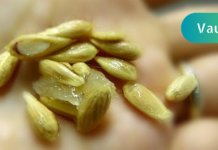 ეს კურკები არავითარ შემთხვევაში არ გადაყაროთ! გააშრეთ, მოხარშეთ რძეში და მიიღეთ უზმოზე”