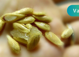 ეს კურკები არავითარ შემთხვევაში არ გადაყაროთ! გააშრეთ, მოხარშეთ რძეში და მიიღეთ უზმოზე”