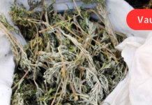 პოლიპების, კისტებისა და შეხორცებების სამკურნალო რეცეპტი მასწავლა ერთმა ქალბატონმა, რომელსაც კუჭში ჰქონია პოლიპები. მან ორი ბოთლი წამლის მიღების შემდეგ განმეორებით ჩაიტარა გამოკვლევა,პოლიპები უკვალოდ გამქრალიყო