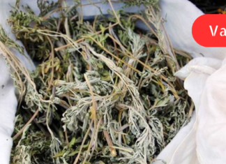 პოლიპების, კისტებისა და შეხორცებების სამკურნალო რეცეპტი მასწავლა ერთმა ქალბატონმა, რომელსაც კუჭში ჰქონია პოლიპები. მან ორი ბოთლი წამლის მიღების შემდეგ განმეორებით ჩაიტარა გამოკვლევა,პოლიპები უკვალოდ გამქრალიყო