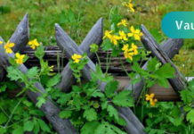 ქრისტესისხლას საინტერესო თვისებები, როგორ იყენებდნენ მას ჯანმრთელობის სასარგებლოდ ჩვენი წინაპრები!!