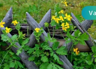 ქრისტესისხლას საინტერესო თვისებები, როგორ იყენებდნენ მას ჯანმრთელობის სასარგებლოდ ჩვენი წინაპრები!!